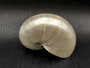 Pearlized Nautilus Seashell Polished Nautilus Pompilius (1 shell approx. 4+ inches) Pearlized Nautilus Shell for coastal decor & collecting!