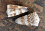 Imperial Cone Seashell (2 pcs.) - (2-3 inches). Two cone shaped brown and white striped shells. Copyright 2022 SeaShellSupply.com.