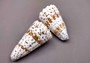 Imperial Cone Seashell (2 pcs.) - (2-3 inches). Cone shaped brown and white striped shells. Copyright 2024 SeaShellSupply.com.