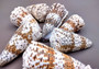 Imperial Cone Seashell (2 pcs.) - (2-3 inches). Cone shaped brown and white striped shells. Copyright 2024 SeaShellSupply.com.