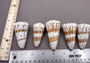 Imperial Cone Seashell (2 pcs.) - (2-3 inches). Cone shaped brown and white striped shells. Copyright 2024 SeaShellSupply.com.