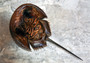 Horseshoe Crab - Tachypleus Tridentatus - (approx. 5 inch body & 10 inch total). One brown and black colored stingray looking shell. Copyright 2022 SeaShellSupply.com.