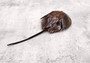 Horseshoe Crab - Tachypleus Tridentatus - (approx. 5 inch body & 10 inch total). One brown and black colored stingray looking shell. Copyright 2024 SeaShellSupply.com.