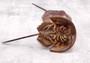 Horseshoe Crab - Tachypleus Tridentatus - (approx. 5 inch body & 10 inch total). One brown and black colored stingray looking shell. Copyright 2024 SeaShellSupply.com.