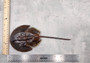 Horseshoe Crab - Tachypleus Tridentatus - (approx. 5 inch body & 10 inch total). One brown and black colored stingray looking shell. Copyright 2024 SeaShellSupply.com.