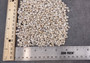 Tiny Venetian Pearl Seashells (appx. 380-400 pcs.) Pile of grey, white, and tan, small shells. Copyright 2024 SeaShellSupply.com.
