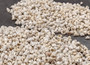 Tiny Venetian Pearl Seashells (appx. 380-400 pcs.) Pile of grey, white, and tan, small shells. Copyright 2024 SeaShellSupply.com.