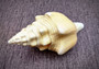 West Indian Chank - Turbinella Angulata - (1 shell 5-6 inches). White ribbed spiral shells, one shell shows the opening and one showing the textured side. Copyright 2024 SeaShellSupply.com.