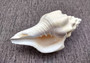 West Indian Chank - Turbinella Angulata - (1 shell 5-6 inches). White ribbed spiral shells, one shell shows the opening and one showing the textured side. Copyright 2024 SeaShellSupply.com.