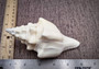West Indian Chank - Turbinella Angulata - (1 shell 5-6 inches). White ribbed spiral shells, one shell shows the opening and one showing the textured side. Copyright 2024 SeaShellSupply.com.