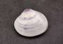 Polished Violet Clam (2 inches+) - Macta Violacea. One purple, black, and white ombre shell. Copyright 2024 SeaShellSupply.com.