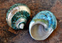 Polished Jade Turbo Shell w/Pearlized Stripe (3-3.5 inches) - Turbo Burgessi. Two jade spiral shells laying out for one to show the gold and green design white the other shows the opening. Copyright 2022 SeaShellSupply.com.