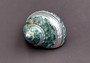 Polished Jade Turbo Shell w/Pearlized Stripe (3-3.5 inches) - Turbo Burgessi. jade spiral shells laying out for one to show the gold and green design white the other shows the opening. Copyright 2022 SeaShellSupply.com.