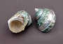 Polished Jade Turbo Shell w/Pearlized Stripe (3-3.5 inches) - Turbo Burgessi. jade spiral shells laying out for one to show the gold and green design white the other shows the opening. Copyright 2022 SeaShellSupply.com.