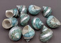 Polished Jade Turbo Shell w/Pearlized Stripe (3-3.5 inches) - Turbo Burgessi. jade spiral shells laying out for one to show the gold and green design white the other shows the opening. Copyright 2022 SeaShellSupply.com.