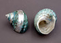 Polished Jade Turbo Shell w/Pearlized Stripe (3-3.5 inches) - Turbo Burgessi. jade spiral shells laying out for one to show the gold and green design white the other shows the opening. Copyright 2022 SeaShellSupply.com.