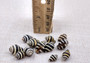 Bee Hive/Bumble Bee Seashells - Engina Mendicaria - (20 shells approx. .25-.5 inches). Multiple black and white stripped shells in pile. Copyright 2024 SeaShellSupply.com.
