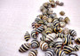 Bee Hive/Bumble Bee Seashells - Engina Mendicaria - (20 shells approx. .25-.5 inches). Multiple black and white stripped shells in pile. Copyright 2024 SeaShellSupply.com.