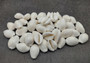 White Cowrie Seashells - Cypraea Annulus - (45-50 shells approx. .5-.75 inch). Multiple white shells in a pile. Copyright 2024 SeaShellSupply.com.