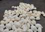 White Cowrie Seashells - Cypraea Annulus - (45-50 shells approx. .5-.75 inch). Multiple white shells in a pile. Copyright 2024 SeaShellSupply.com.