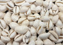 White Cowrie Seashells - Cypraea Annulus - (45-50 shells approx. .5-.75 inch). Multiple white shells in a pile. Copyright 2024 SeaShellSupply.com.
