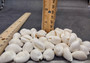 White Cowrie Seashells - Cypraea Annulus - (45-50 shells approx. .5-.75 inch). Multiple white shells in a pile. Copyright 2024 SeaShellSupply.com.