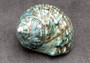 Polished Green Jade Turbo Shell Turbo Burgessi - (3.5+ inches) Front and back side views of the turquoise and brown shell. Copyright 2022 SeaShellSupply.com.