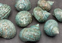 Polished Green Jade Turbo Shell Turbo Burgessi - (3.5+ inches) Front and back side views of the turquoise and brown shell. Copyright 2022 SeaShellSupply.com.