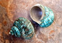 Polished Jade Turbo Shell (4 inches) - Turbo Burgessi. Two turquoise and brown shaded ribbed shells, one showing the spiral and coloring and then the other showing the opening. Copyright 2022 SeaShellSupply.com.