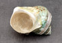 Polished Jade Turbo Shell w/Pearlized Stripe (4 inches) - Turbo Burgessi. Spiral jade shells showing the spiral and the opening. Copyright 2022 SeaShellSupply.com.