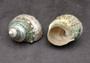 Polished Jade Turbo Shell w/Pearlized Stripe (4 inches) - Turbo Burgessi. Spiral jade shells showing the spiral and the opening. Copyright 2022 SeaShellSupply.com.