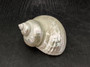 Pearlized Jade Turbo Shell (4 inches) - Turbo Burgessi. Two shiny and sort of reflective shells, one pointing to show the spiral and one showing the opening. Copyright 2022 SeaShellSupply.com.