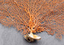 Red-Orange Sea Fan - Echinogorgia SP - (1 fan approx. 10-12 inches). One red fan with large intricate branches. Copyright 2022 SeaShellSupply.com.
