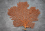 Red-Orange Sea Fan - Echinogorgia SP - (1 fan approx. 10-12 inches). One red fan with large intricate branches. Copyright 2022 SeaShellSupply.com.