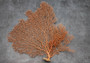 Red-Orange Sea Fan - Echinogorgia SP - (1 fan approx. 10-12 inches). One red fan with large intricate branches. Copyright 2022 SeaShellSupply.com.