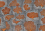 Red Orange Sea Fan Coral Echinogorgia SP (1 fan approx. 10-11+ inches) Reddish Sea Fan for framing coastal art projects & decoration!
