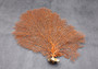 Red Orange Sea Fan Coral Echinogorgia SP (1 fan approx. 10-11+ inches) Reddish Sea Fan for framing coastal art projects & decoration!