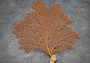 Red Orange Sea Fan Coral Echinogorgia SP (1 fan approx. 10-11+ inches) Reddish Sea Fan for framing coastal art projects & decoration!