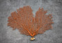 Red Orange Sea Fan Coral Echinogorgia SP (1 fan approx. 10-11+ inches) Reddish Sea Fan for framing coastal art projects & decoration!
