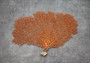 Red Orange Sea Fan Coral Echinogorgia SP (1 fan approx. 10-11+ inches) Reddish Sea Fan for framing coastal art projects & decoration!