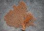 Red Orange Sea Fan Coral Echinogorgia SP (1 fan approx. 10-11+ inches) Adorable sea fan for any coastal projects or a collection addition!