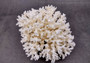 White Lace Coral - Pocillopora Damicornis - (1 coral approx. 5-7 inches). One white cluster with many branches and arms. Copyright 2024 SeaShellSupply.com.