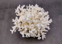 White Lace Coral - Pocillopora Damicornis - (1 coral approx. 5-7 inches). One white cluster with many branches and arms. Copyright 2024 SeaShellSupply.com.