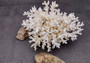White Lace Coral - Pocillopora Damicornis - (1 coral approx. 5-7 inches). One white cluster with many branches and arms. Copyright 2024 SeaShellSupply.com.