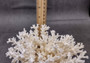 White Lace Coral - Pocillopora Damicornis - (1 coral approx. 5-7 inches). One white cluster with many branches and arms. Copyright 2024 SeaShellSupply.com.