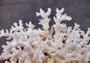White Lace Coral - Pocillopora Damicornis - (1 coral approx. 5-7 inches). One white cluster with many branches and arms. Copyright 2024 SeaShellSupply.com.