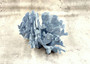Blue Coral Cluster - Heliopora Coerula - (1 coral cluster 5-7 inches). Blue and white coral set with multiple tiny holes. Copyright 2025 SeaShellSupply.com.