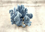Blue Ridge Coral Cluster Heliopora Coerulea (1 coral approx. 5-6+ inches) Unique Blue Coral Cluster for coastal home decor or display!