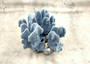 Blue Coral Cluster - Heliopora Coerula - (1 coral cluster 5-7 inches). Blue and white coral set with multiple tiny holes. Copyright 2025 SeaShellSupply.com.