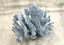 Blue Coral Cluster - Heliopora Coerula - (1 coral cluster 5-7 inches). Blue and white coral set with multiple tiny holes. Copyright 2025 SeaShellSupply.com.